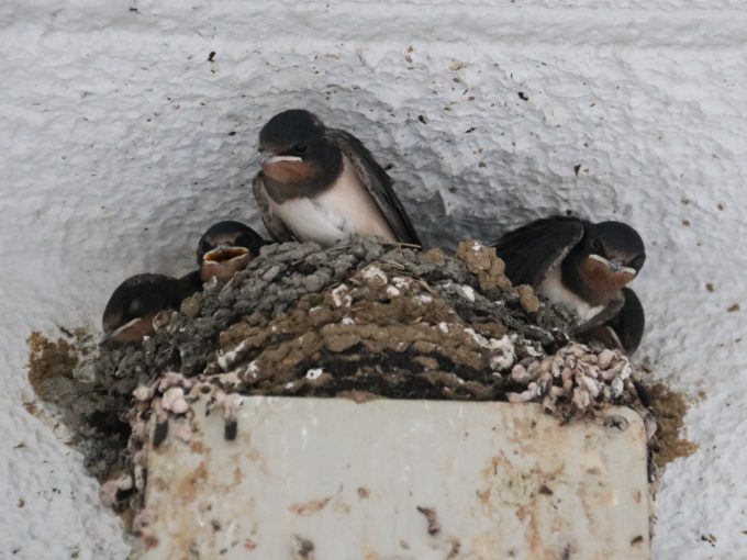 台風チェービー