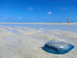 カツオノエボシ大量発生中