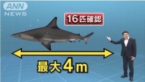 太平洋沿岸はサメだらけ