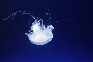 世界仰天ニュースサーファーアレルギー