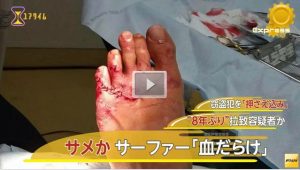 高知県黒潮町入野浜サメ情報