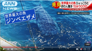 相模湾にジンベイザメ